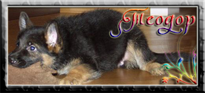 Teodor
