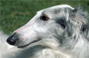 Khaosdog